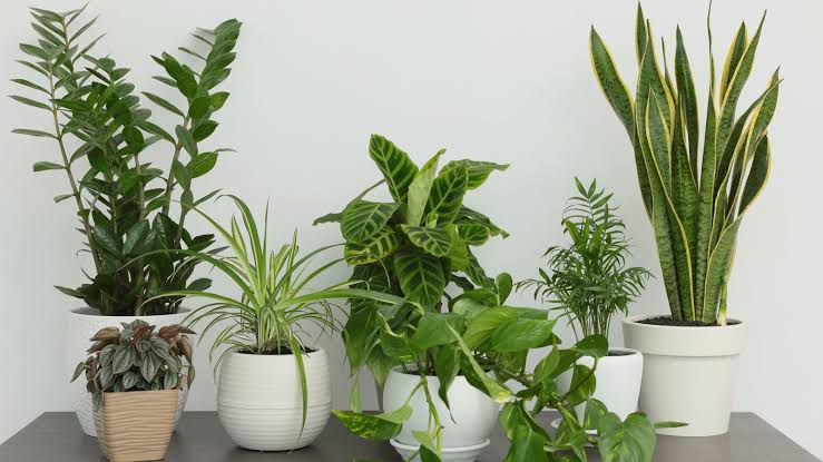 LOW MAINTENANCE PLANTS