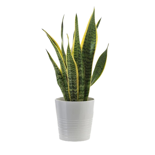 Beauty Leaf Portrait