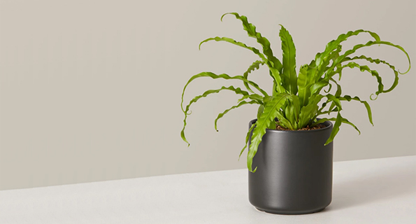 Nutrilet Blender Combo