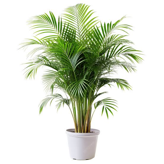 PALMS PLANTS