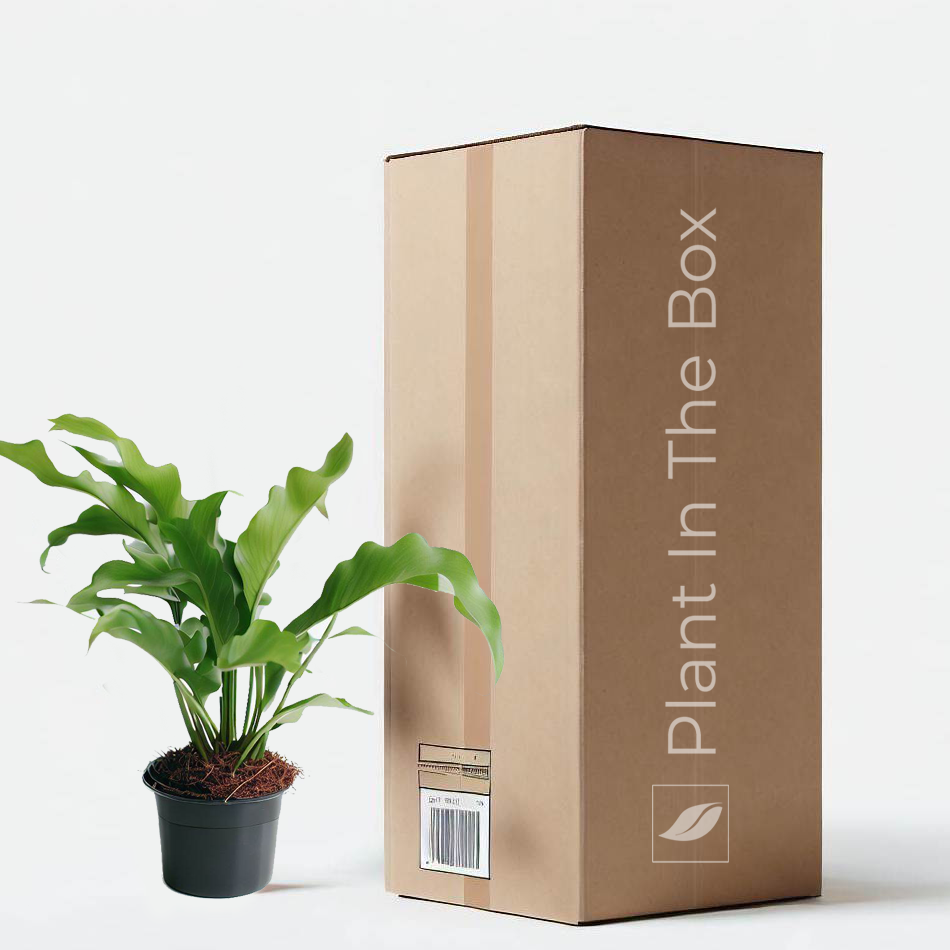 GIFTING FOR EVERY OCCASION