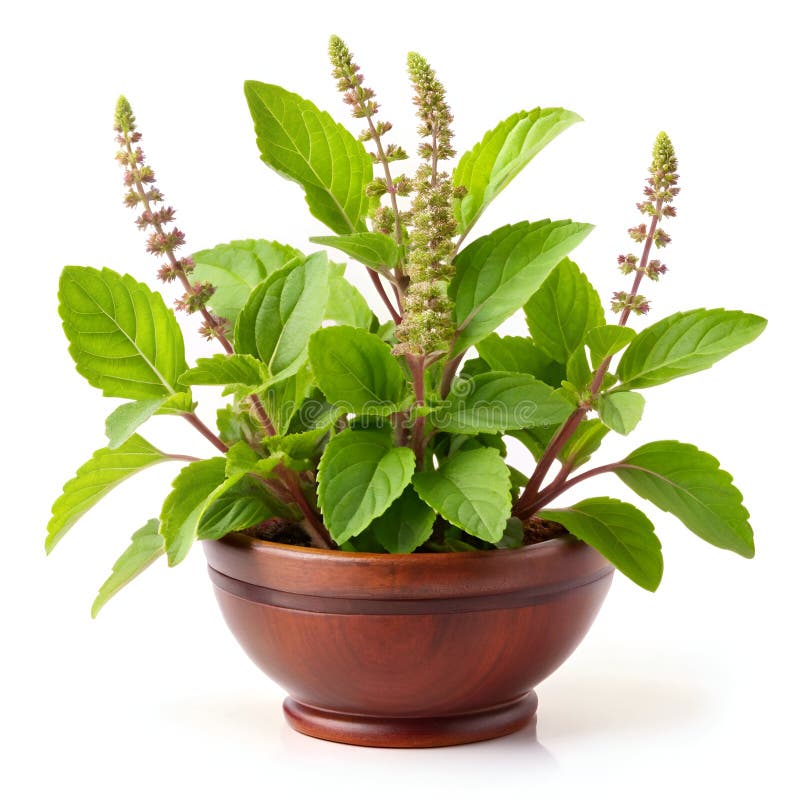 TULSI BASIL PLANTS