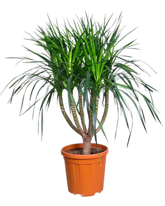 DRACAENA