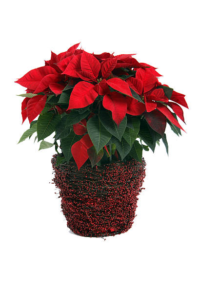 WINTER FLOWER PLANTS